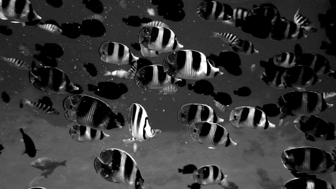 Косяк тропических рыбок обои