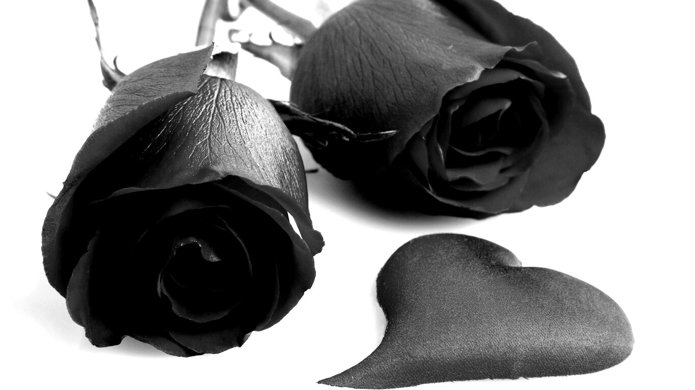 Две красные розы обои