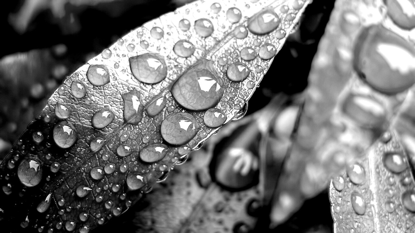 Капли росы на красных листьях обои