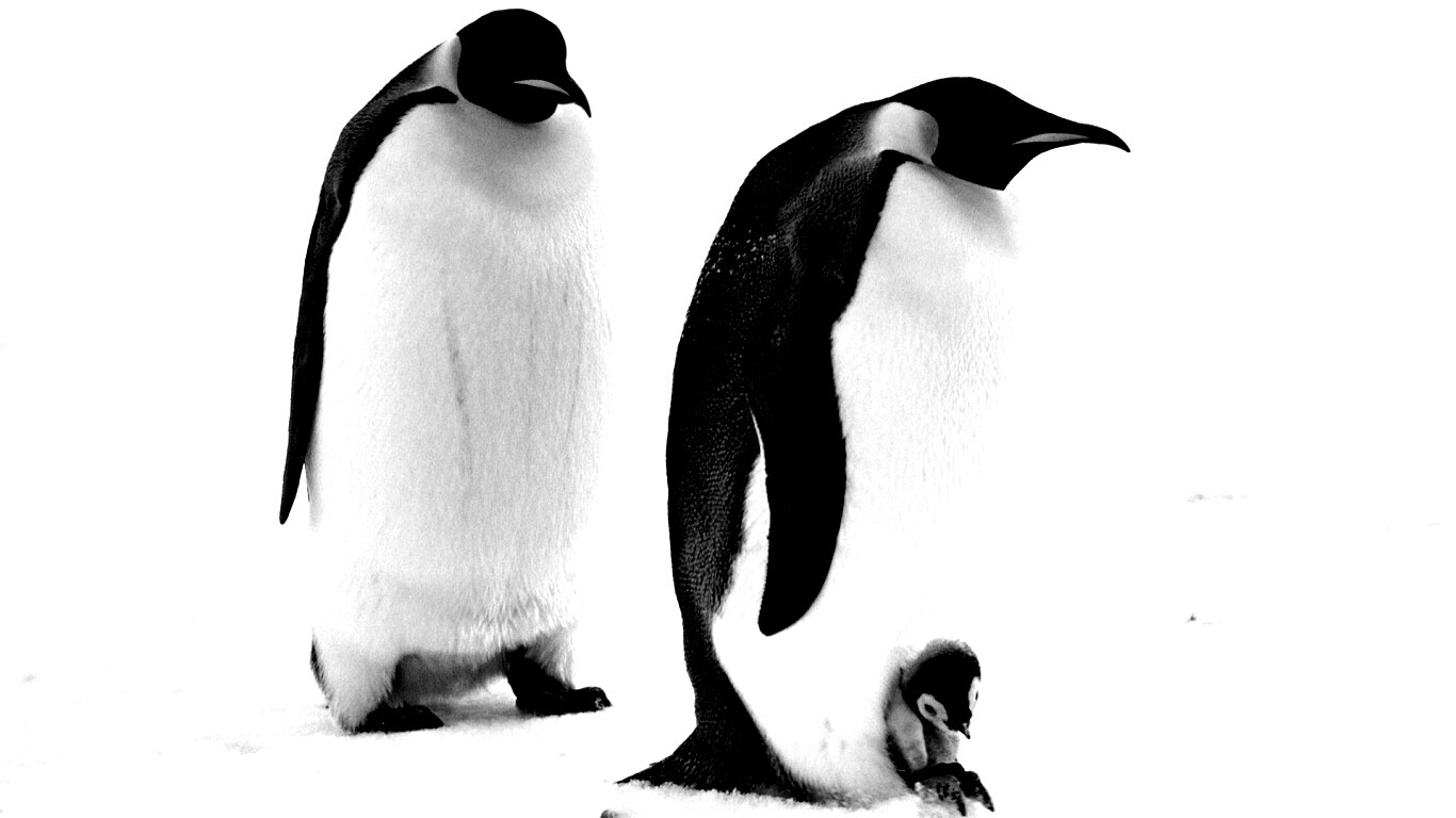 Семья пингвинов обои