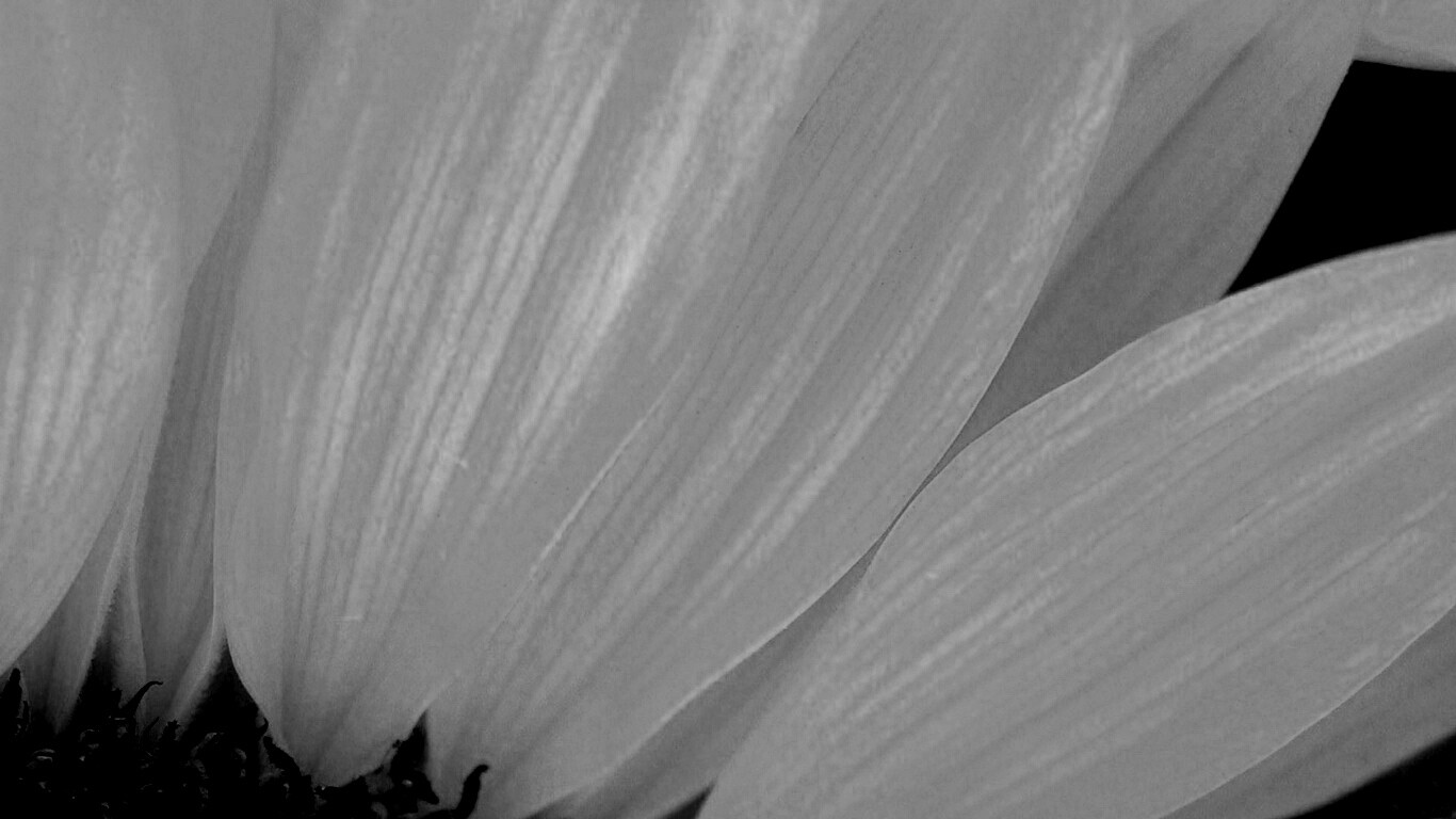 Жёлтый цветок обои