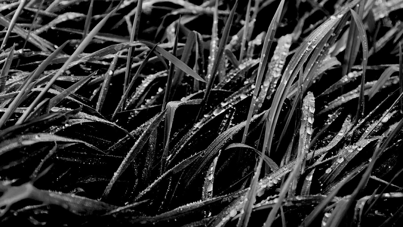 Роса на траве обои