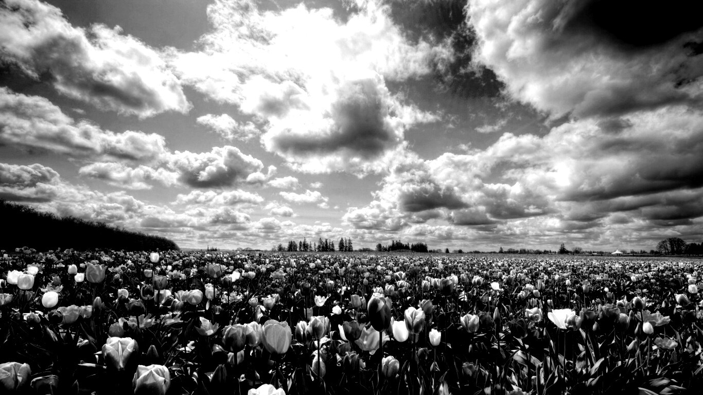 Поле тюльпанов обои
