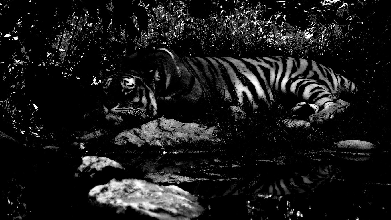 Тигр отдыхает обои