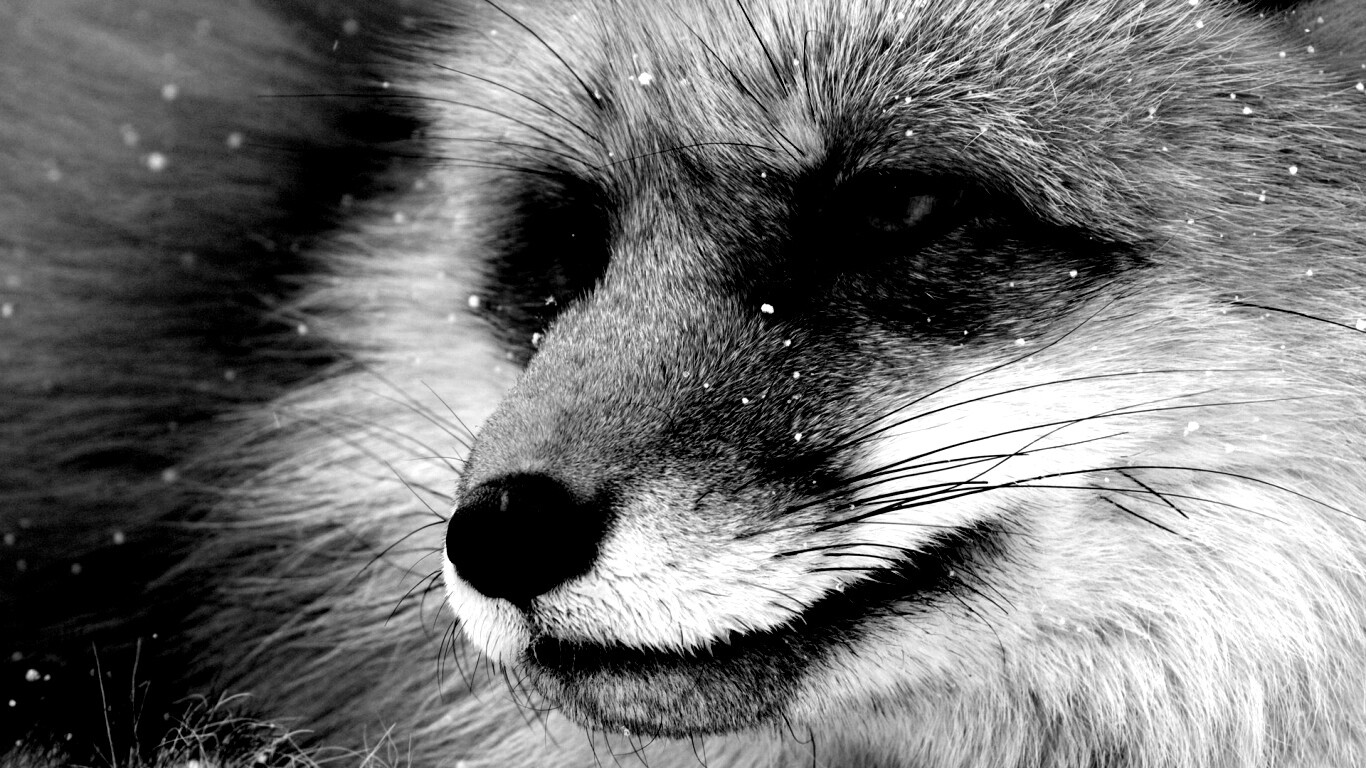 Морда рыжей лисы обои