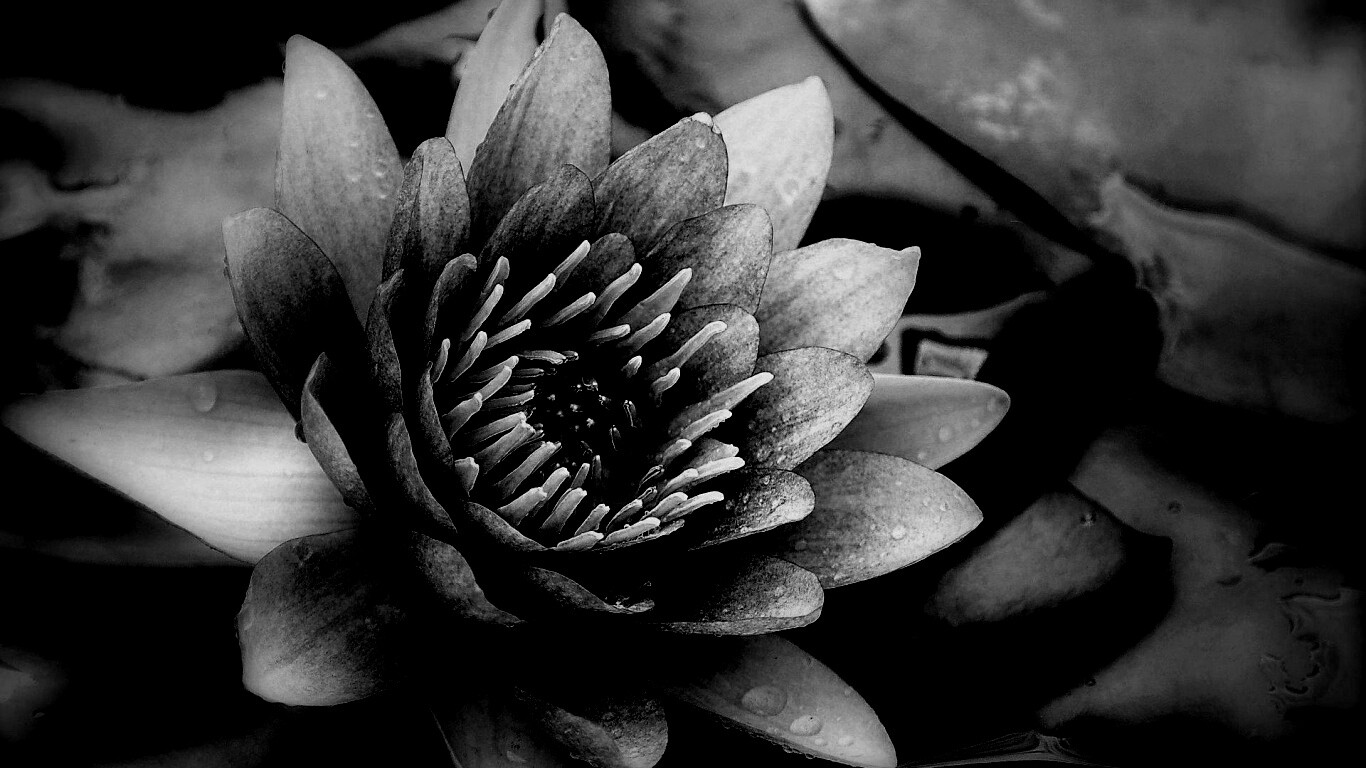 Кувшинка обои