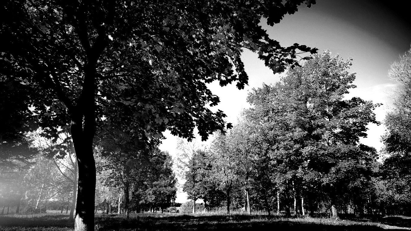 Осень в лесу обои