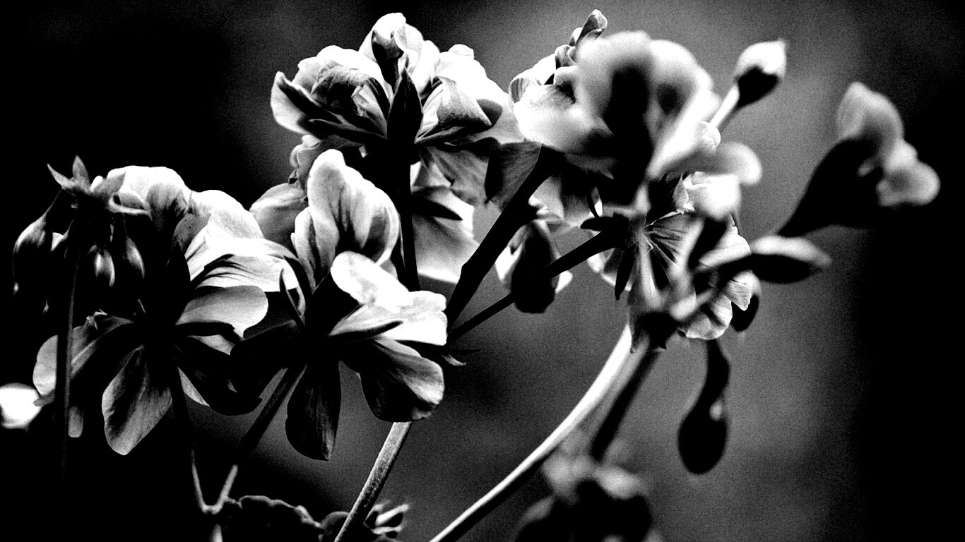Чёрно-белое фото цветов обои