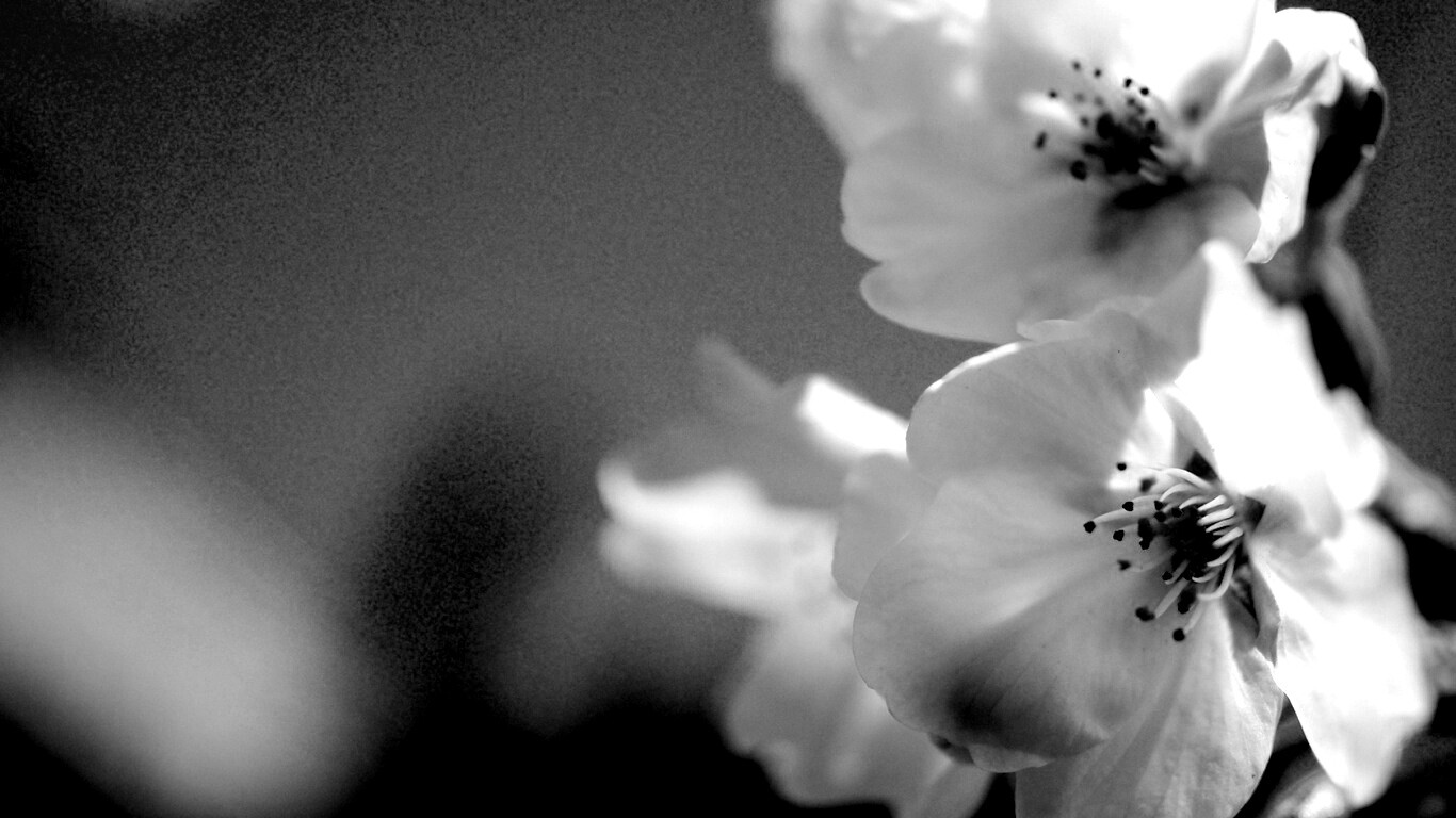 Нежные белые цветы обои