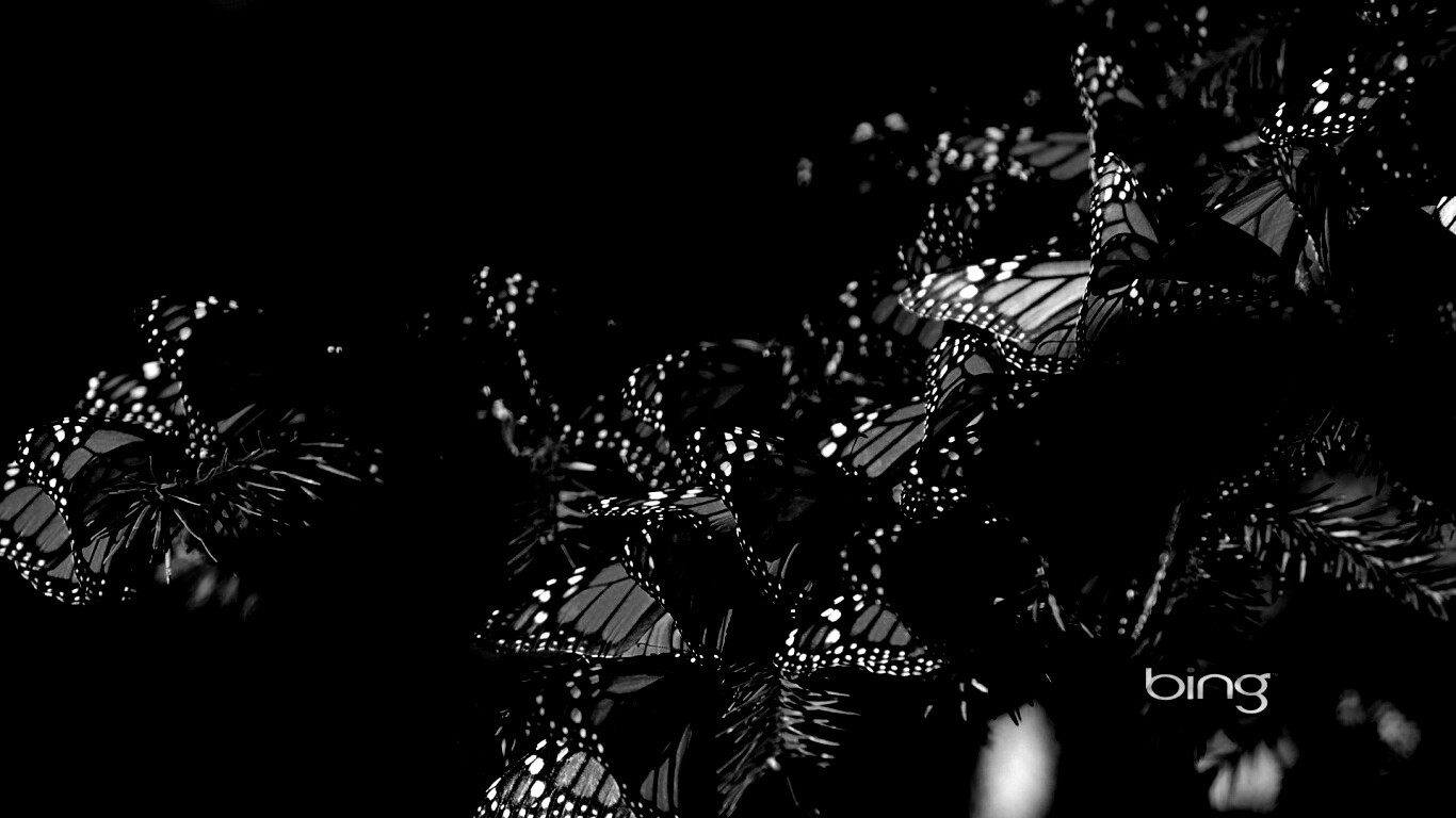 Бабочки облепили ёлку обои