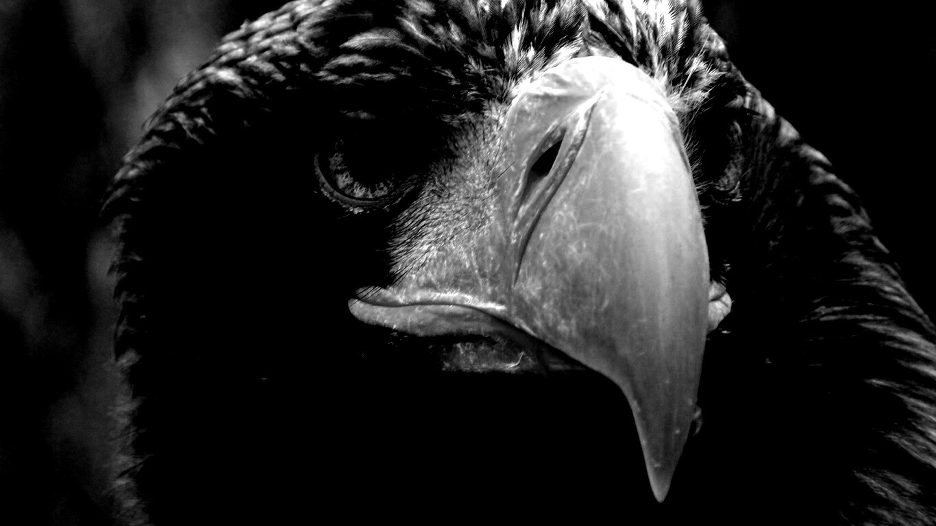 Орёл - птица гордая обои