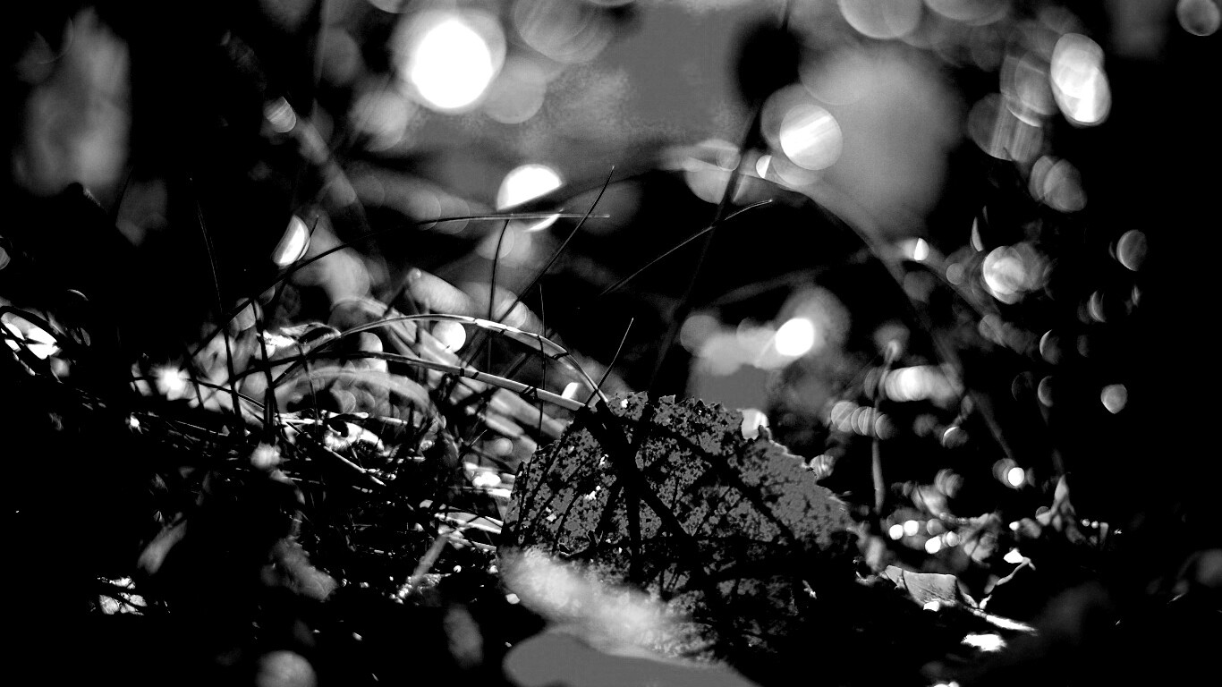 Опавший лист в траве обои