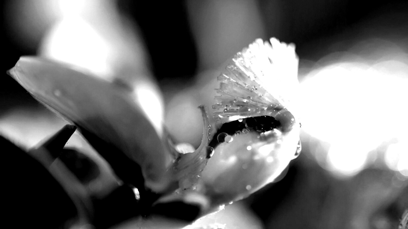 Капли на лиловом цветке обои