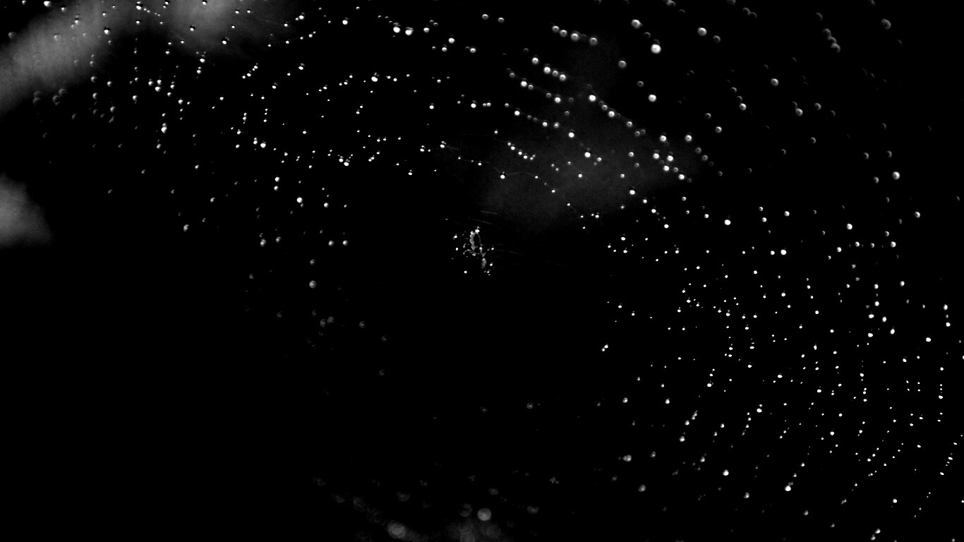 Паук на паутине обои