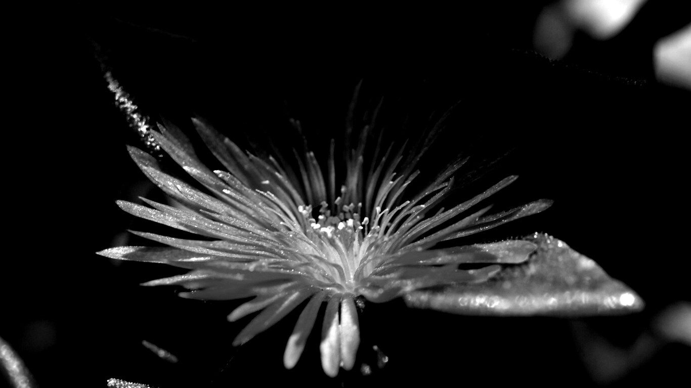 Чудесный цветок обои