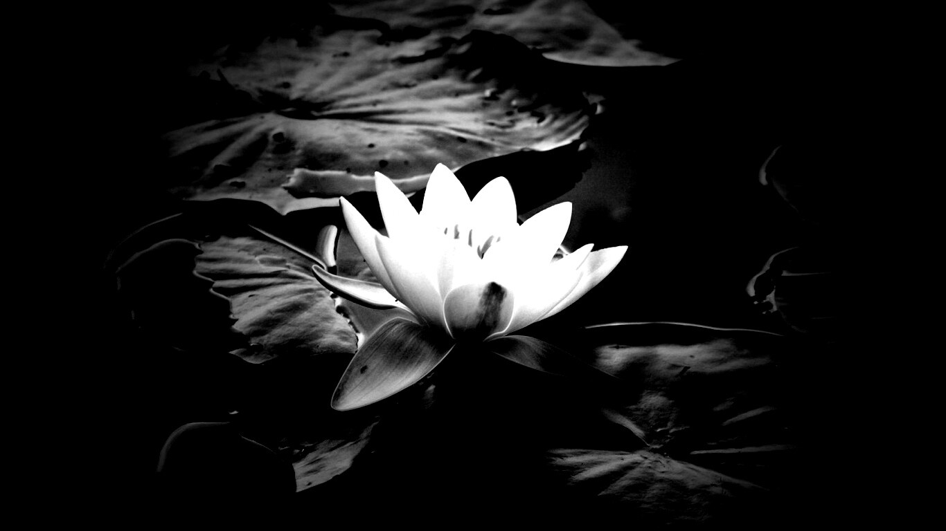 Кувшинка обои