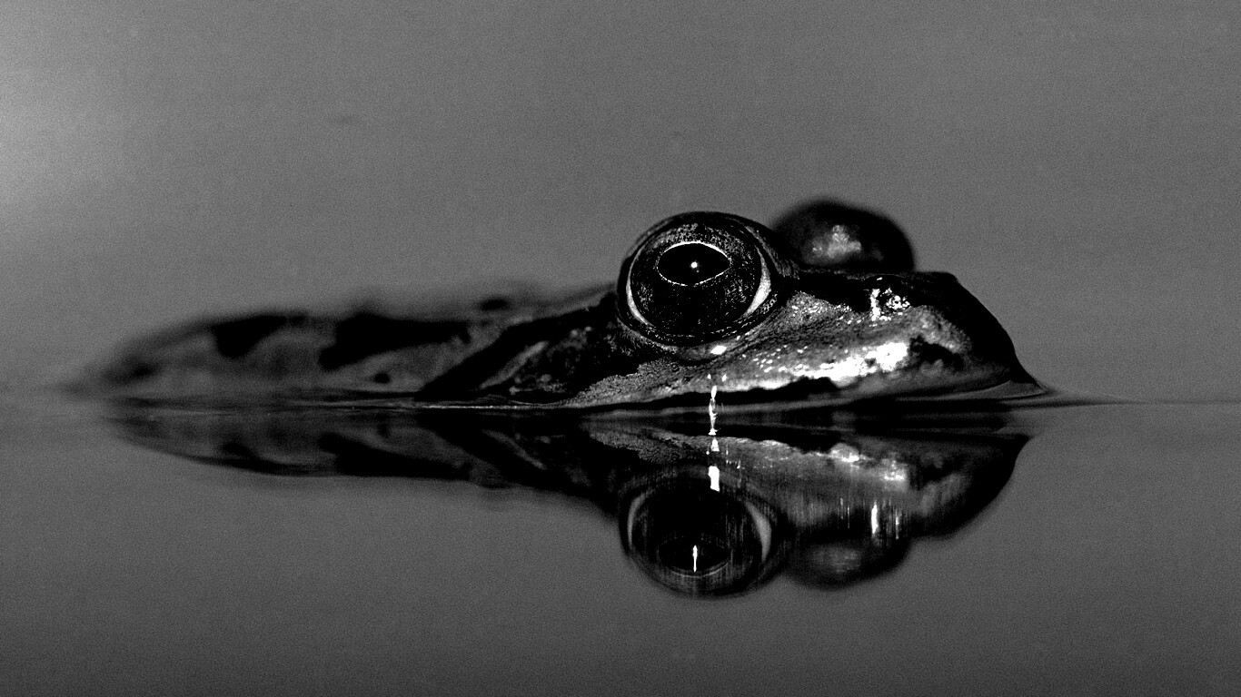 Лягушка обои