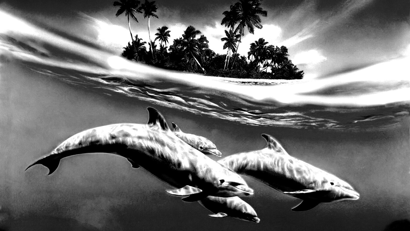 Остров дельфинов обои