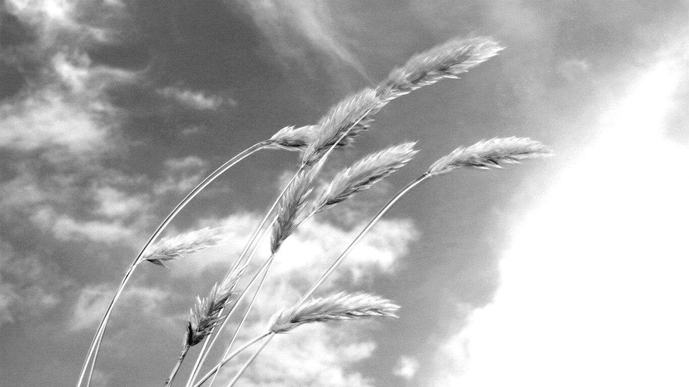 Колосья обои