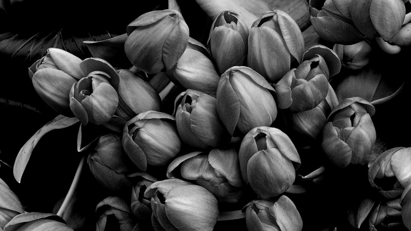 Букет красных тюльпанов обои