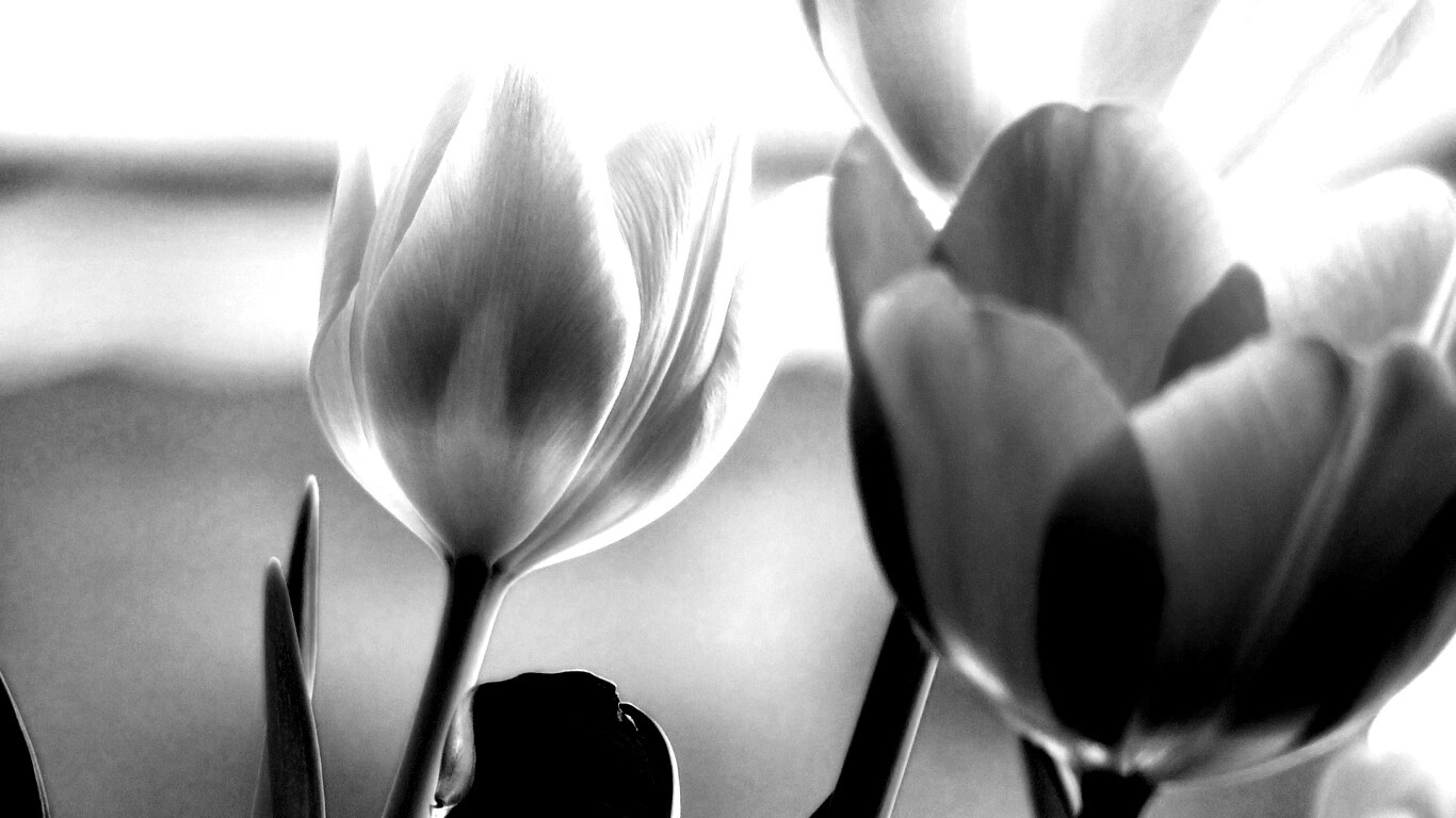 Тюльпаны обои