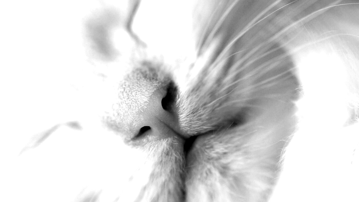 Кошачья мордочка обои