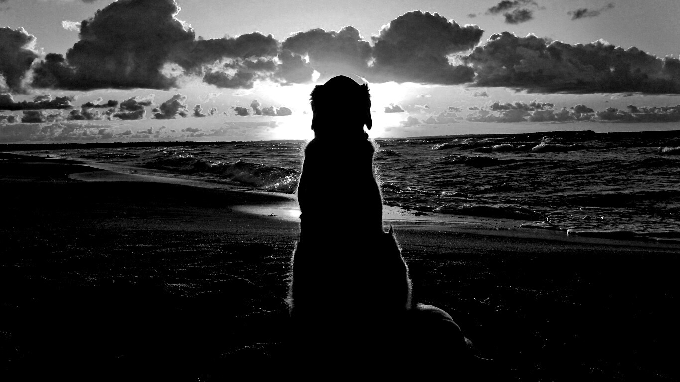 Собака наблюдающая закат на пляже обои