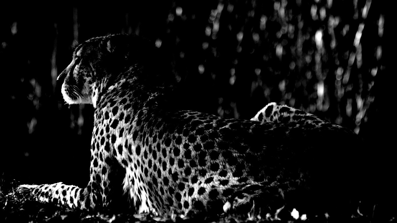 Гепард обои