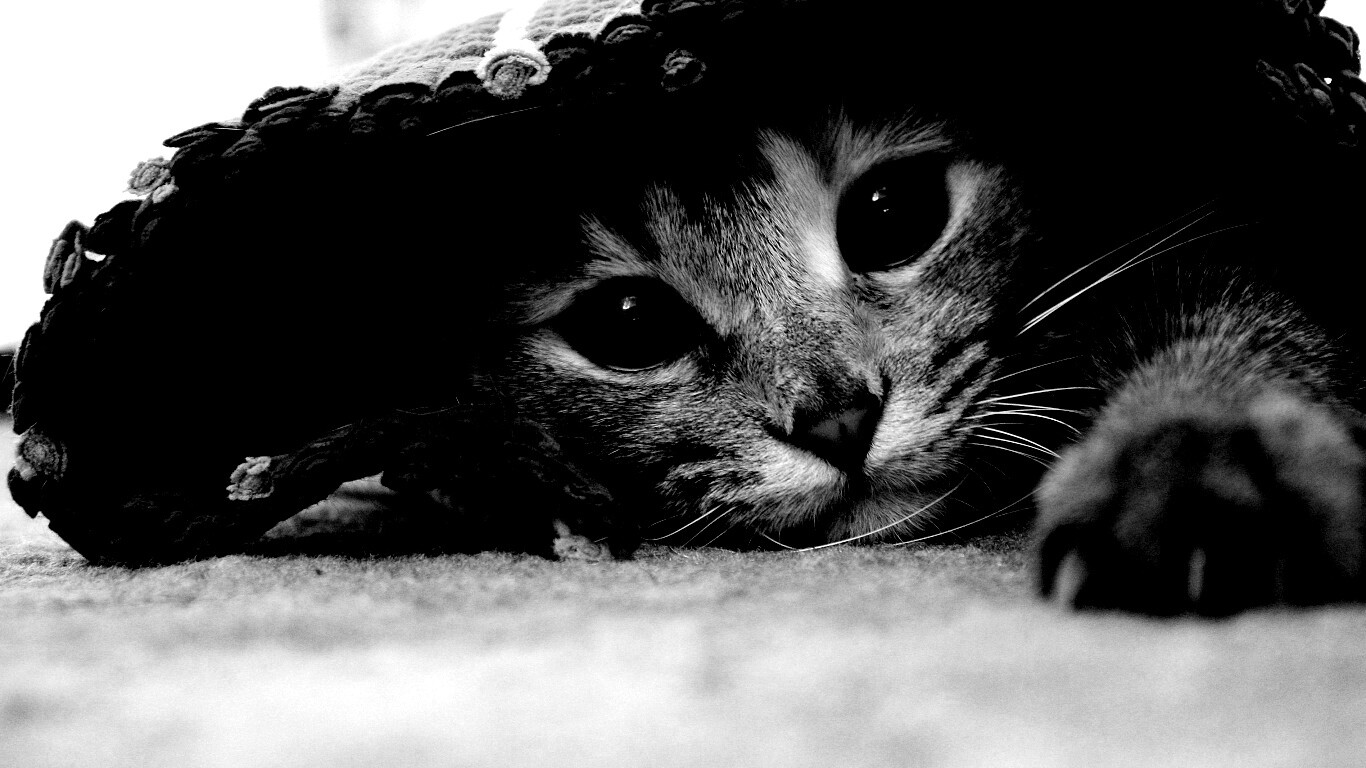 Кот под ковриком обои