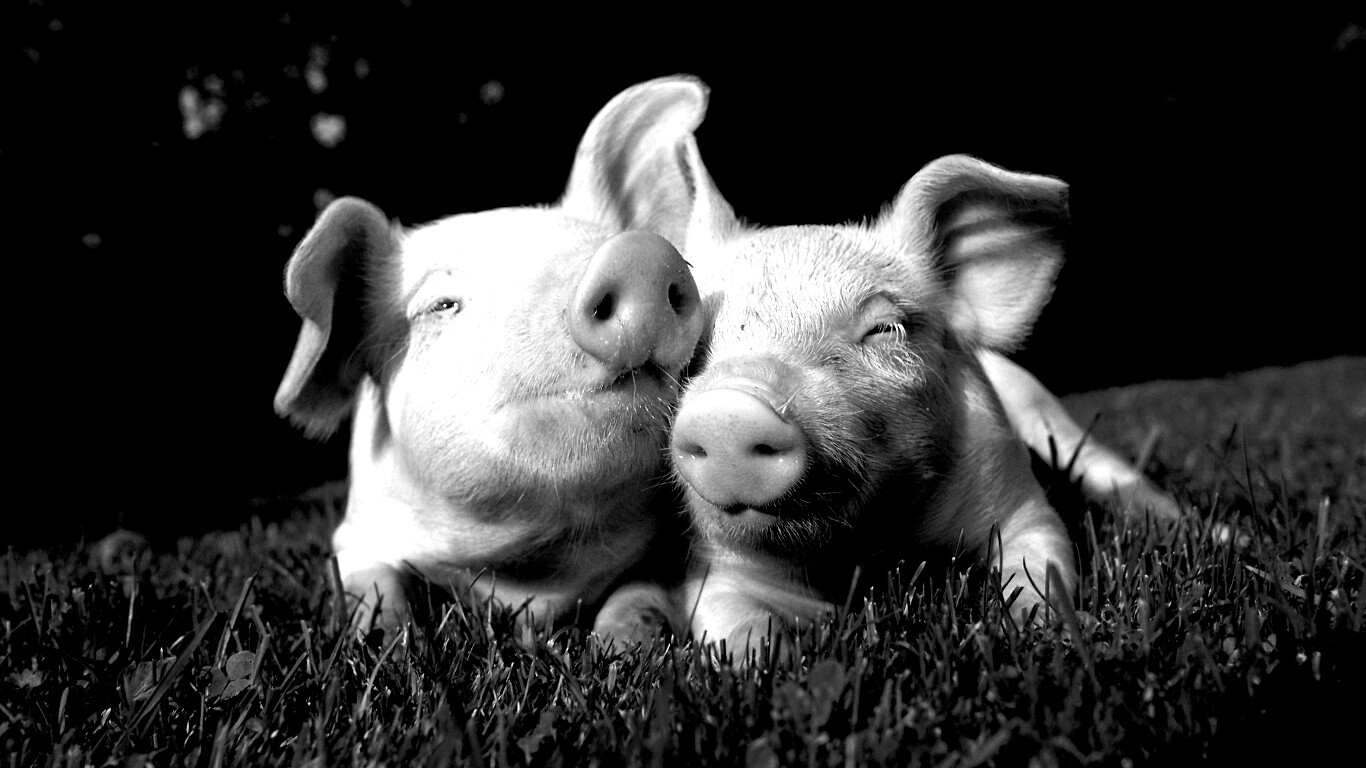 Два поросёнка обои