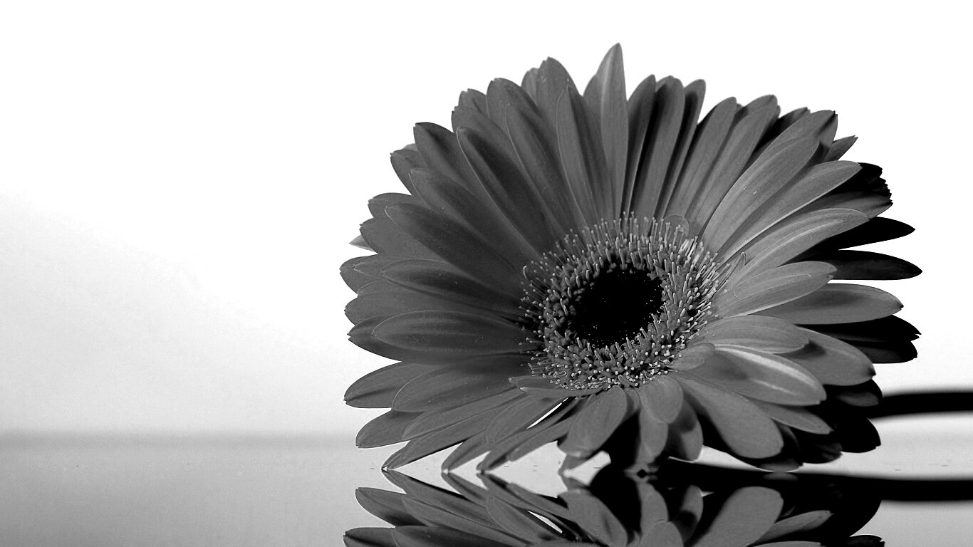 Гербер на стекле обои