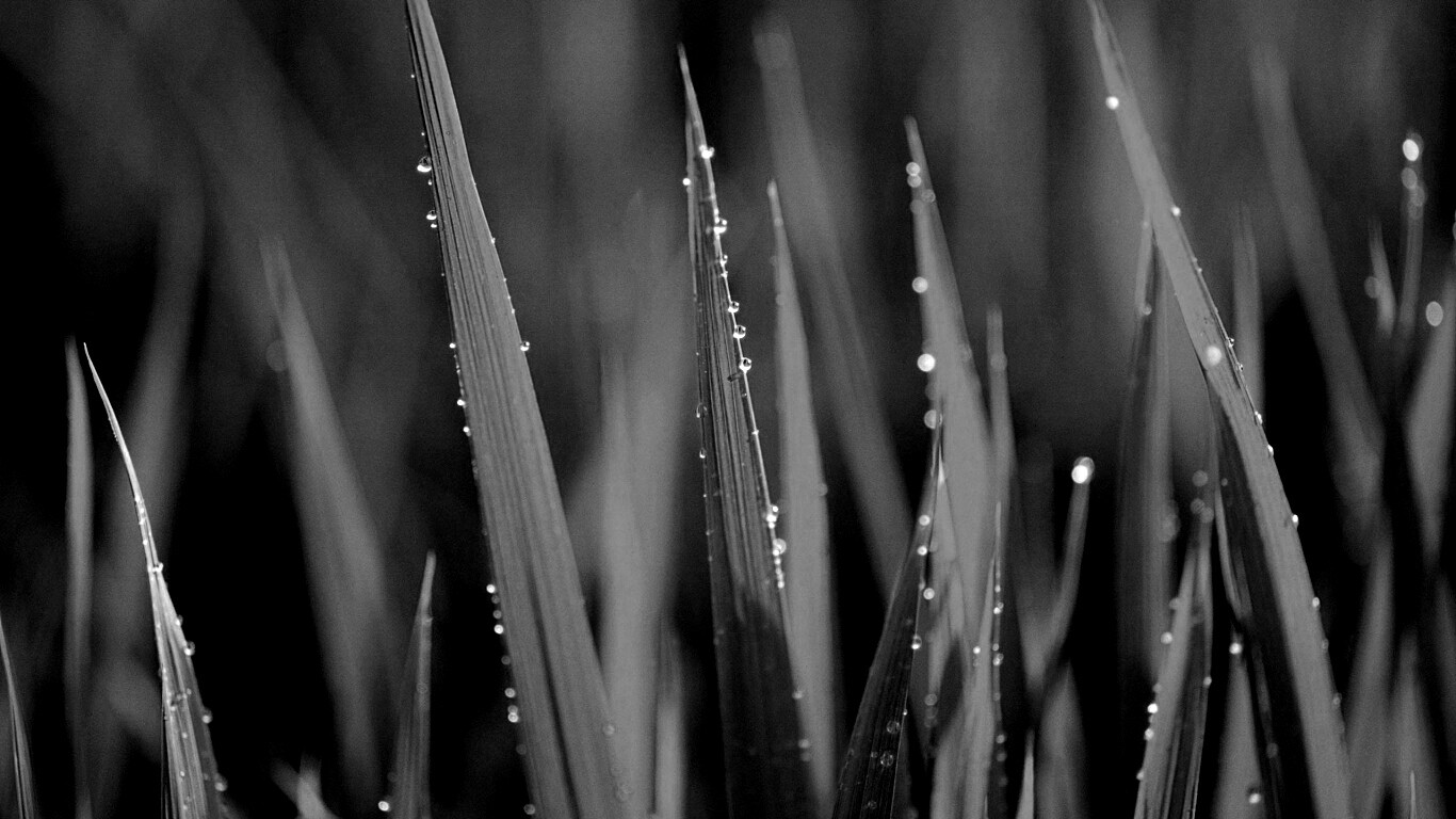 Яркая зеленая трава обои