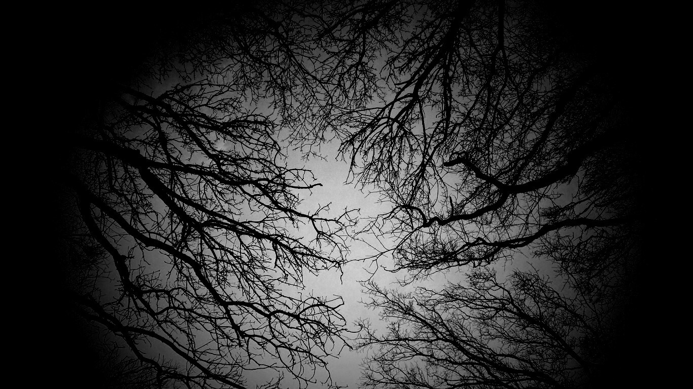 Голые кроны деревьев на фоне неба обои