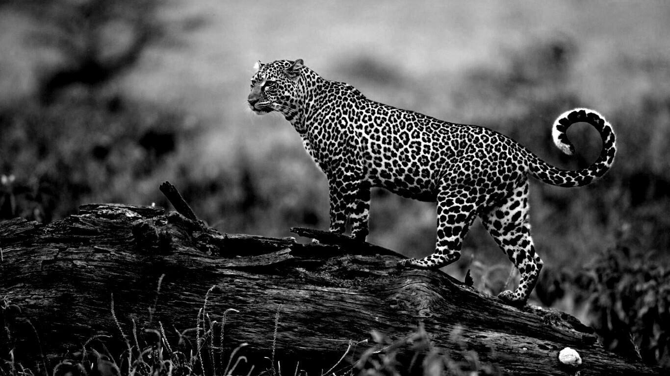 Леопард на природе обои