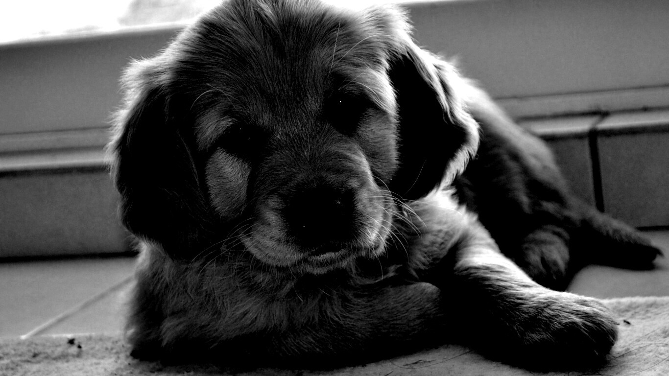 Сонный щенок лабрадора обои