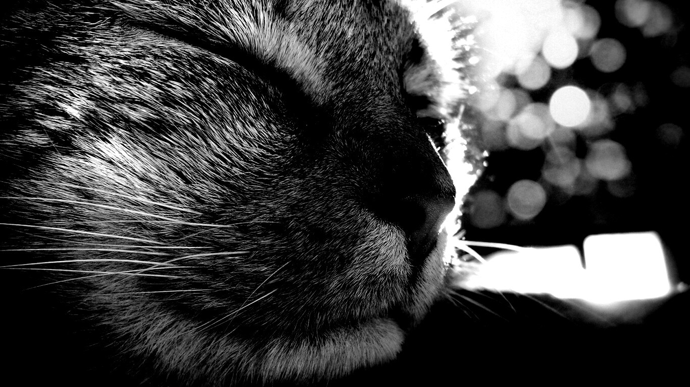 Спящий на солнце рыжий кот обои