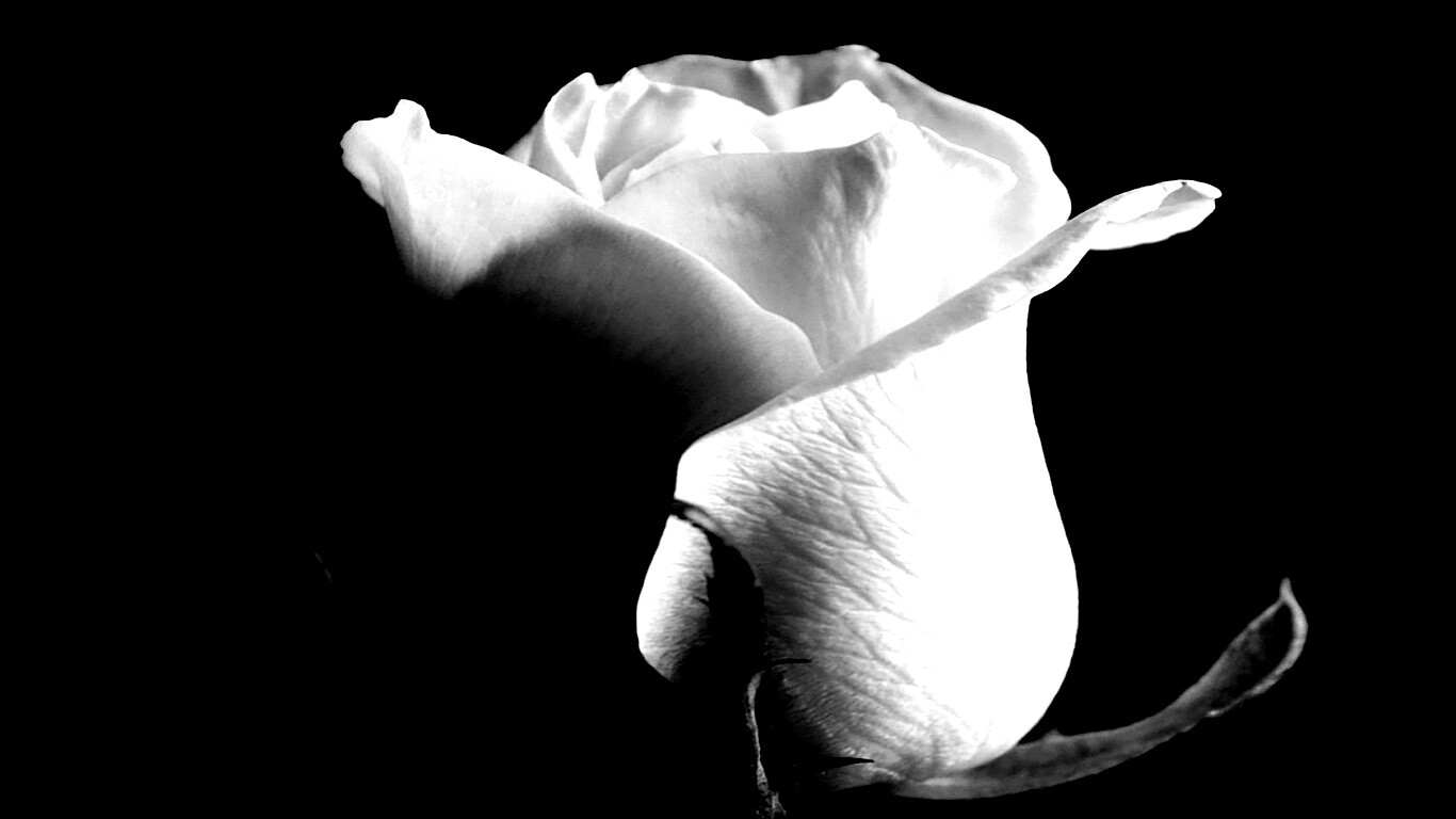 Бутон белой розы обои