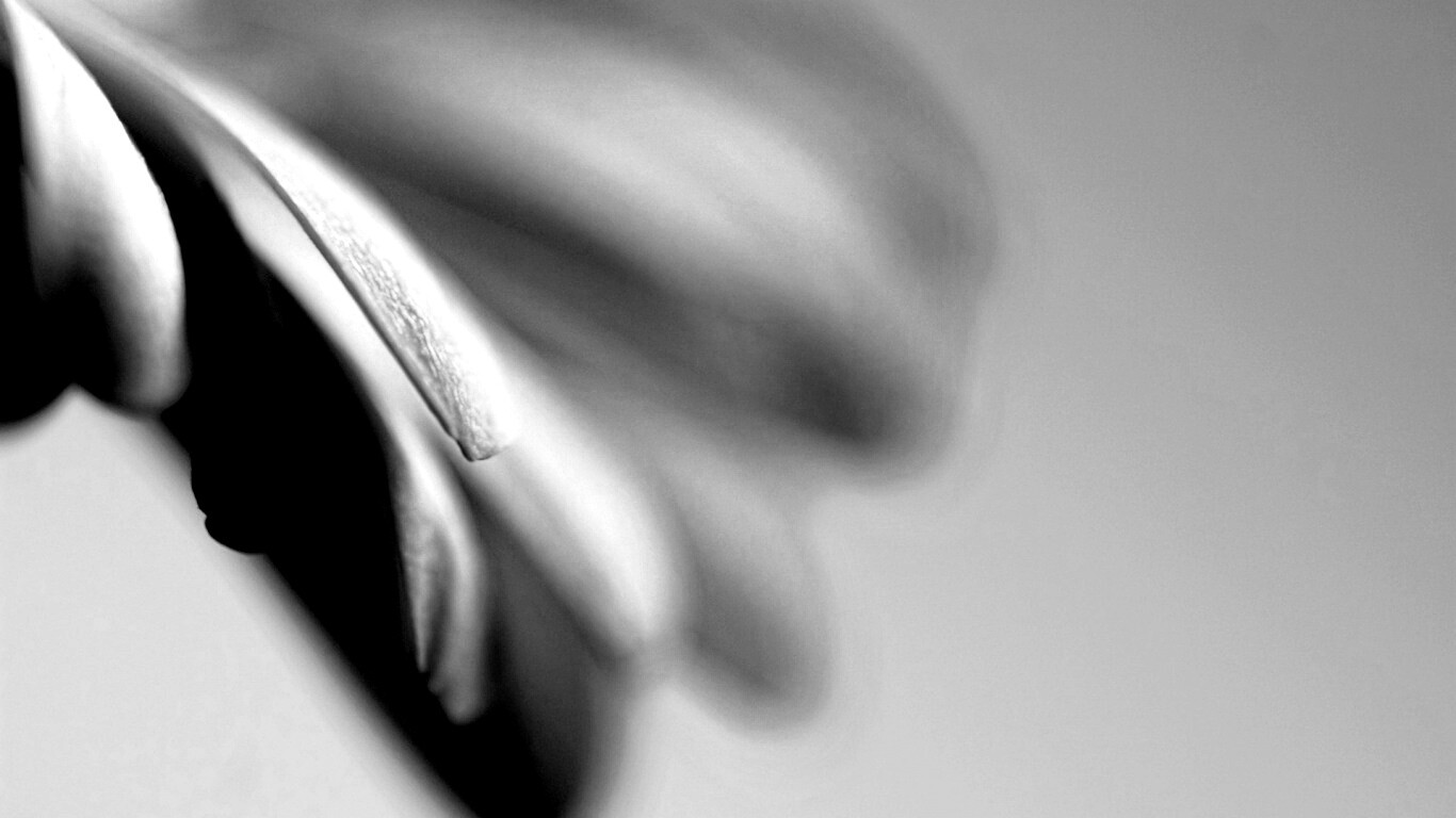 Лепестки цветка в макро обои