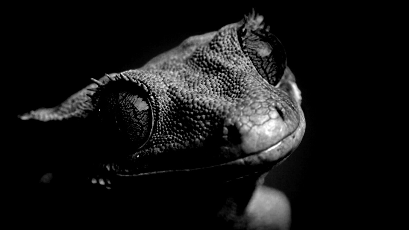 Ящерка обои