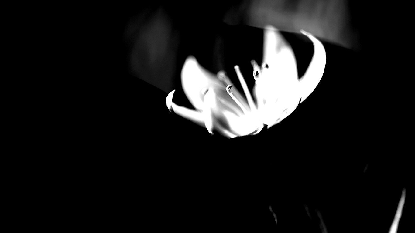 Белый цветок обои