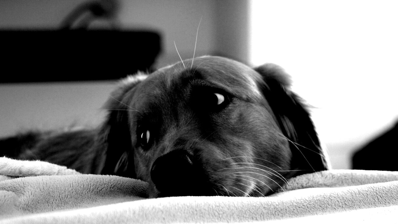 Лабрадор-ретривер обои