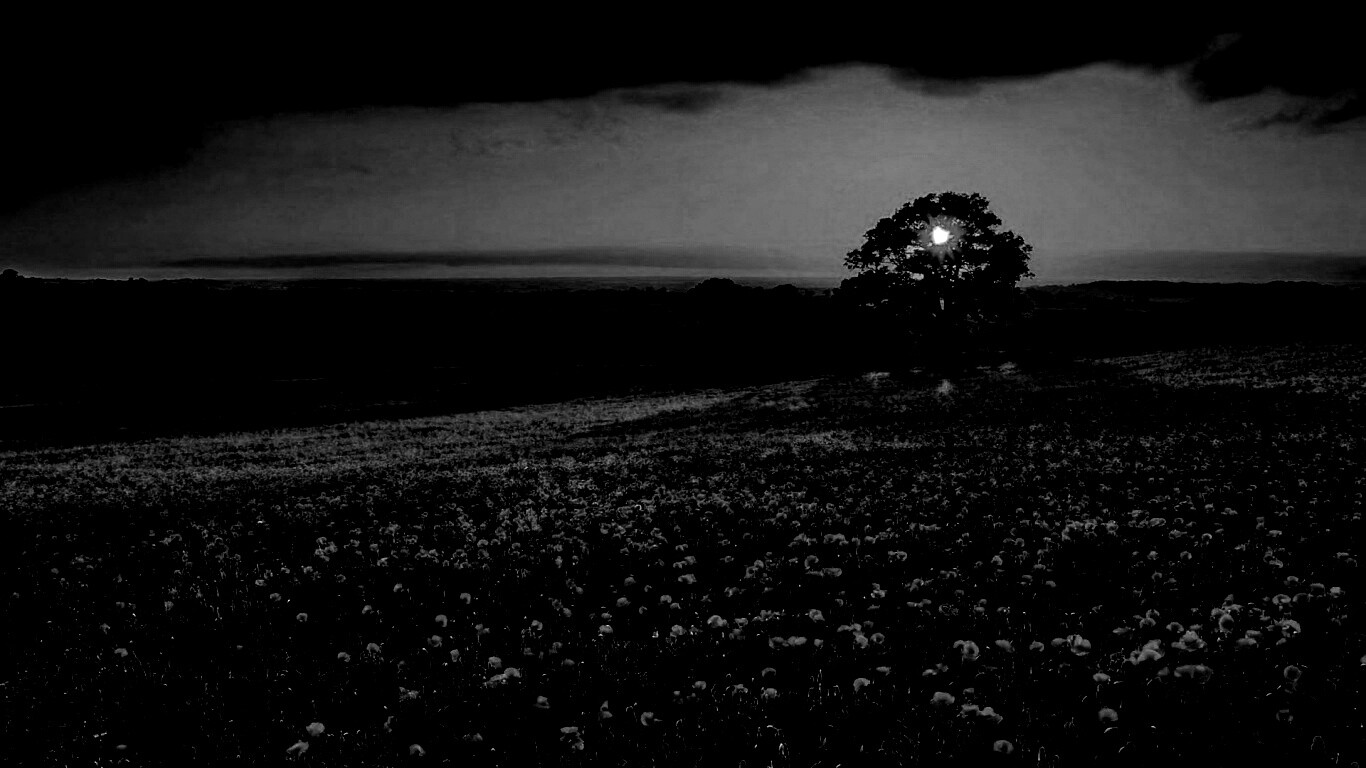 Закат на поле красных цветов обои