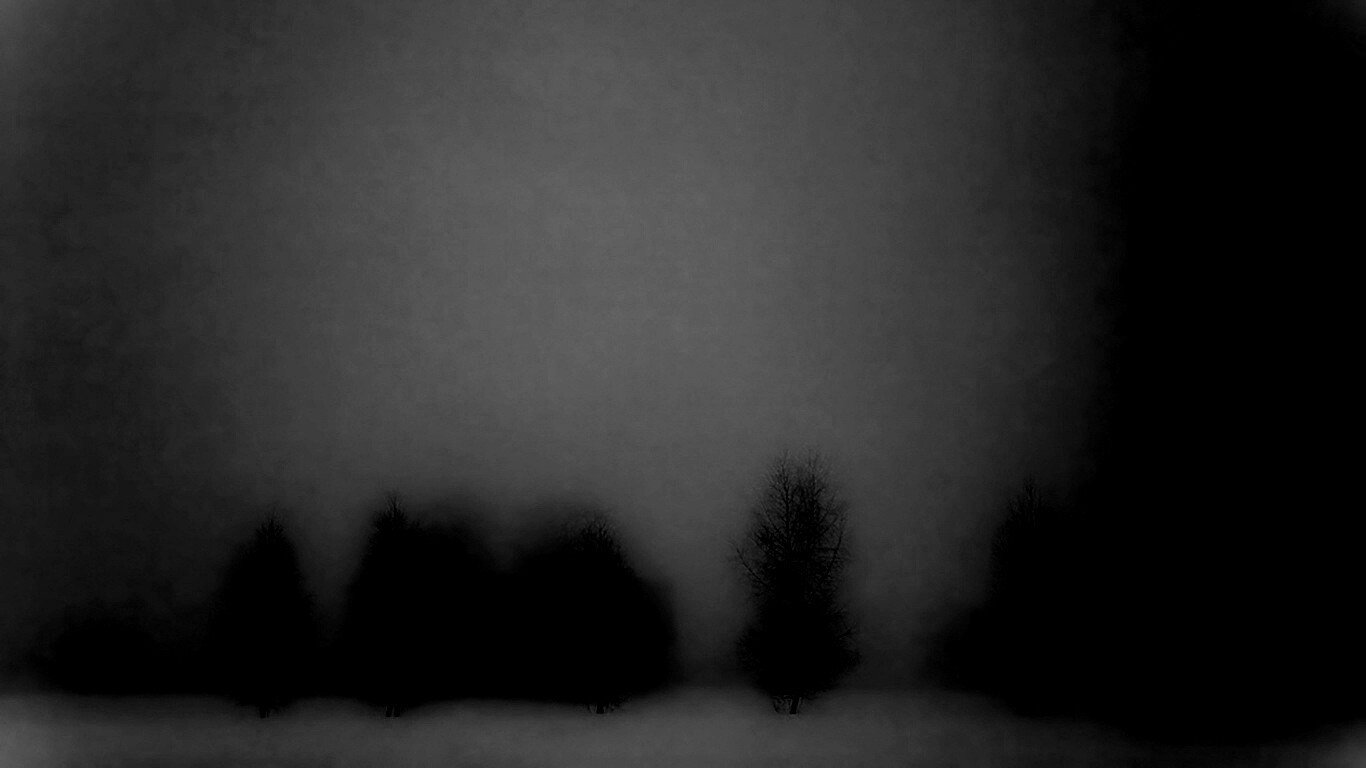 Деревья в тумане обои