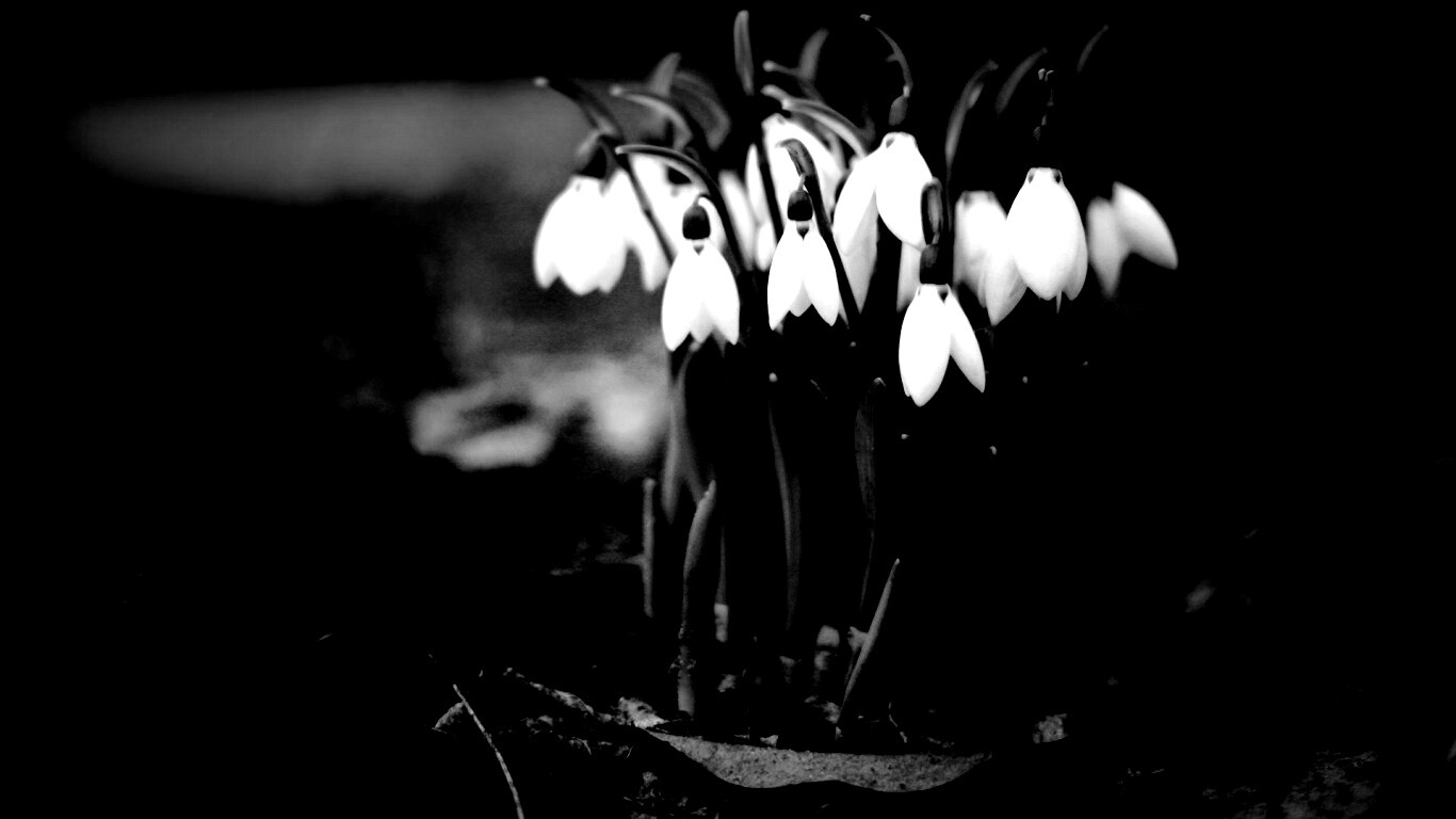 Подснежники - весенние цветы обои