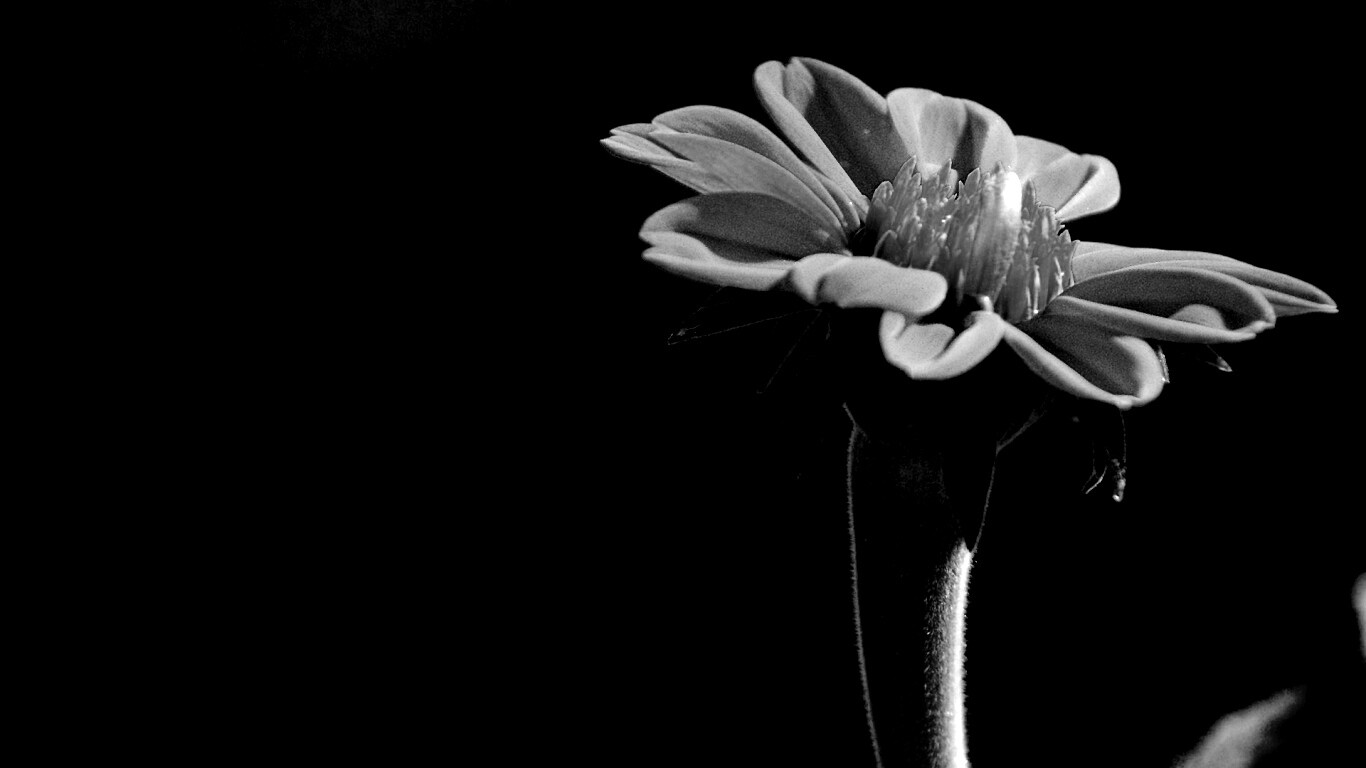 Красивый красный цветок обои