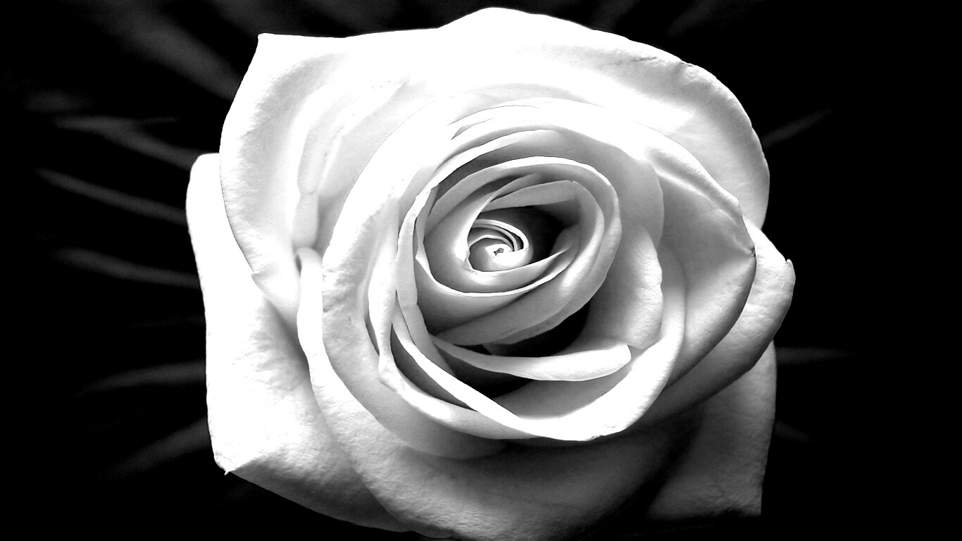 Белая роза на синей ткани обои