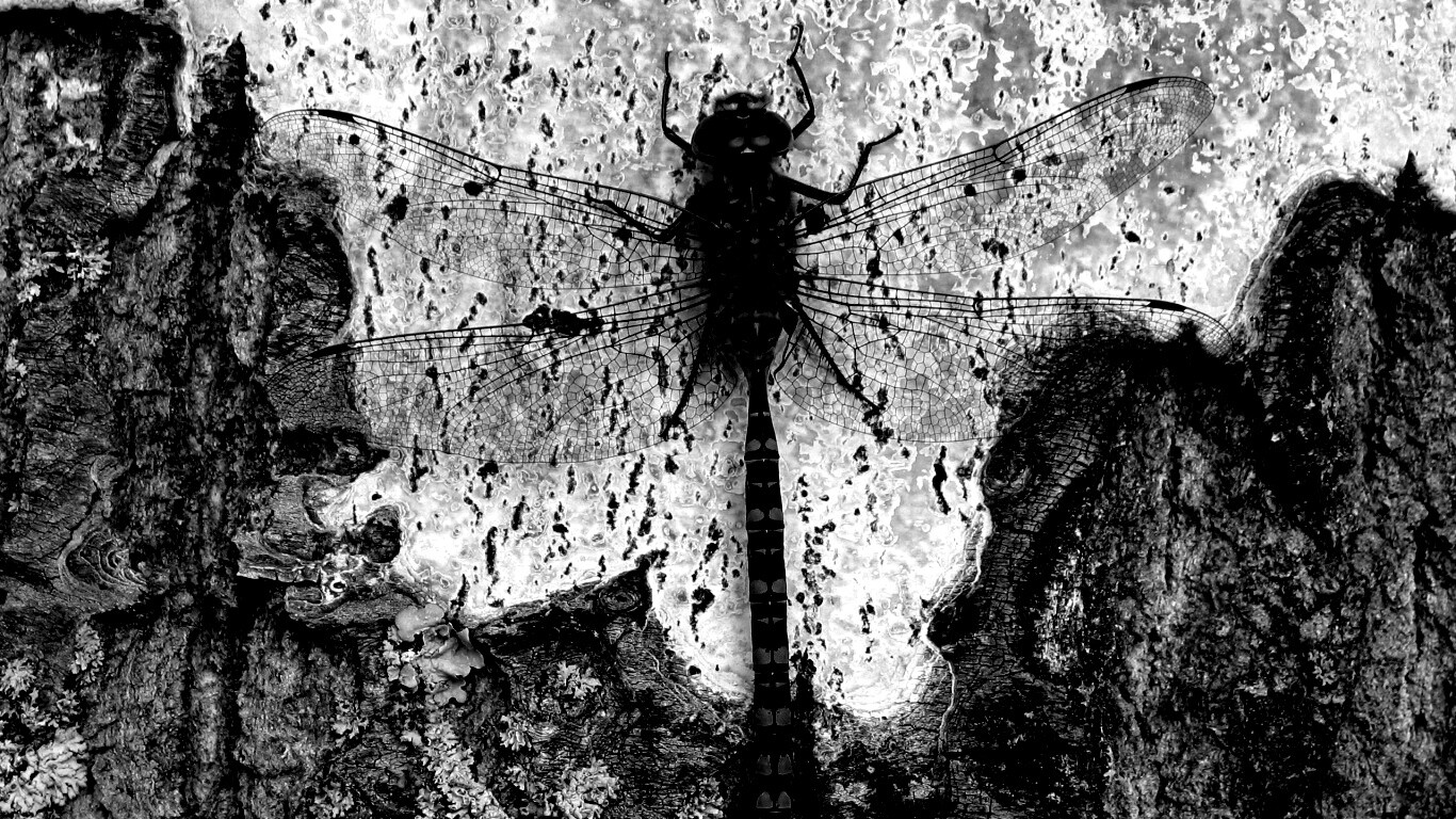 Стрекоза на дереве обои