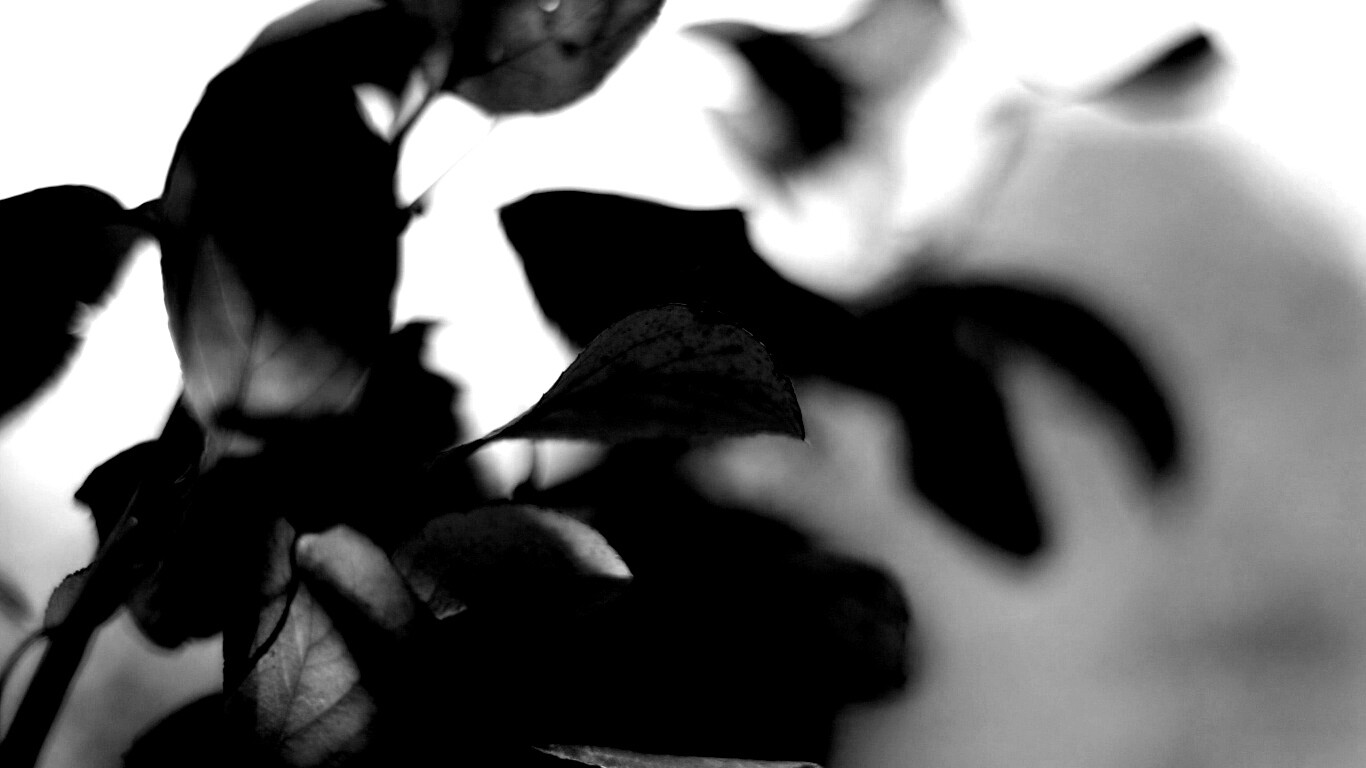 Увядающие листья обои