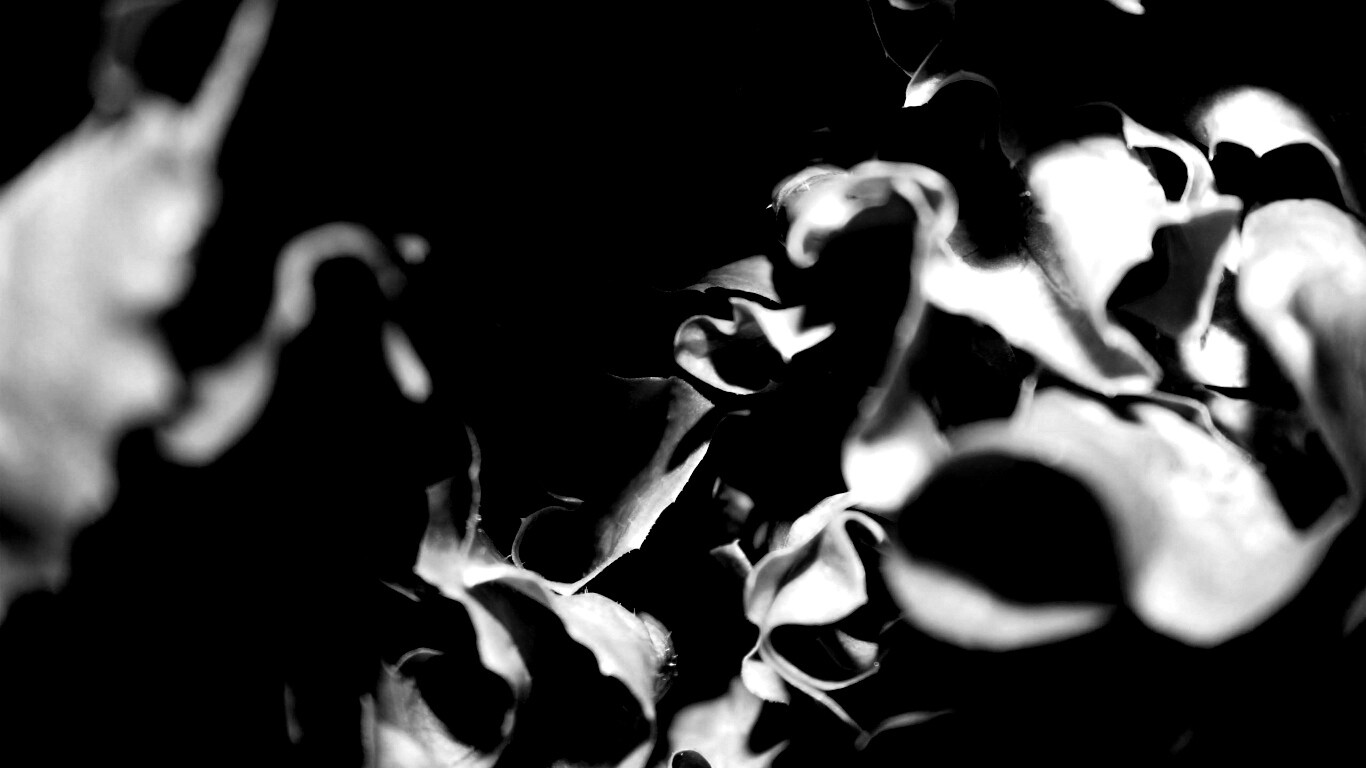 Зеленая листва обои