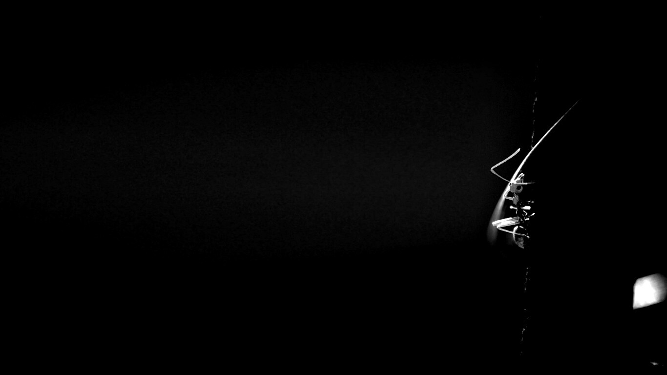 Муравей-пожарник обои